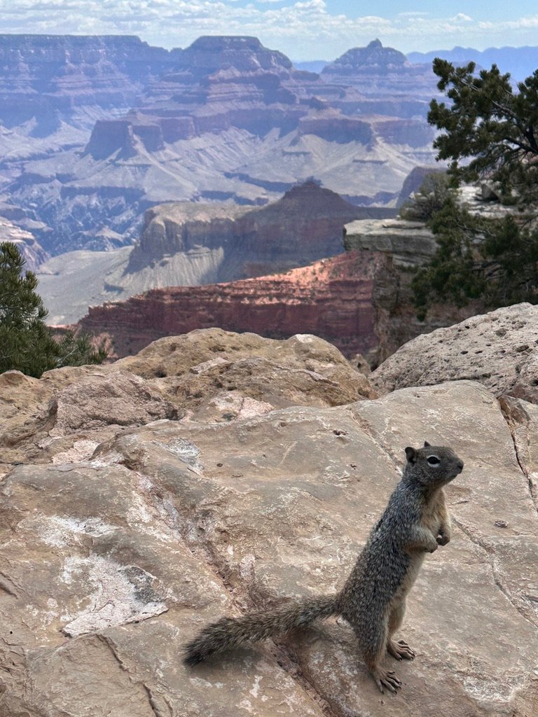 Écureuil sur la rive sud du Grand Canyon