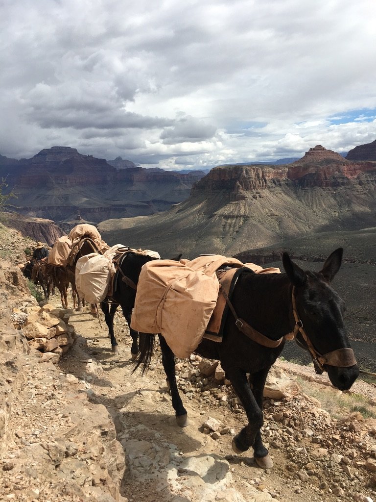 Mules sur la rive sud du parc national du Grand Canyon